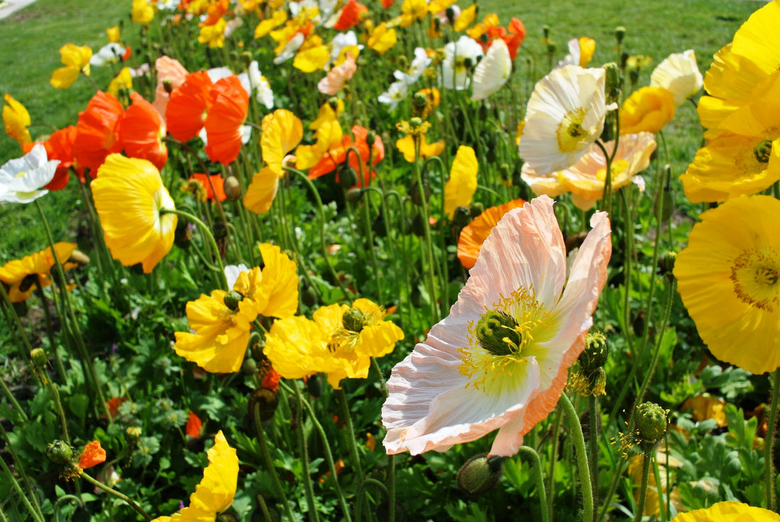 How To Grow Poppies From Seed