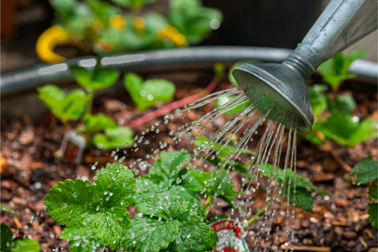 When to Water: Morning, Evening, or Whenever You Remember