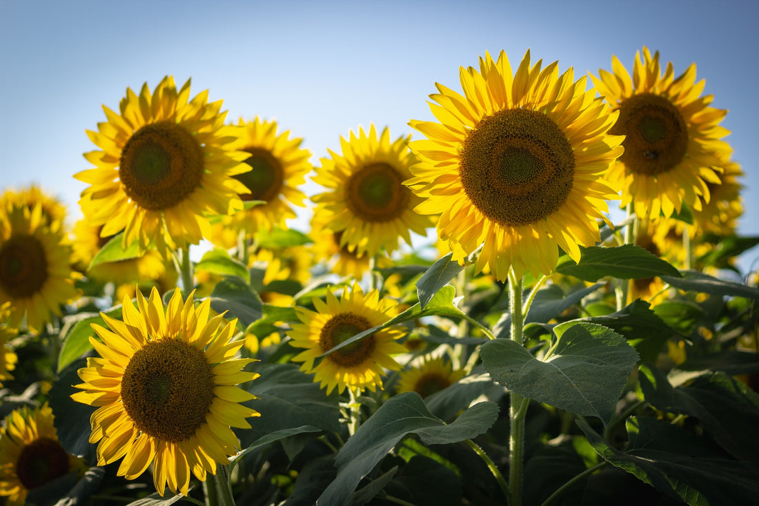 Beginner's Guide to Growing Sunflowers