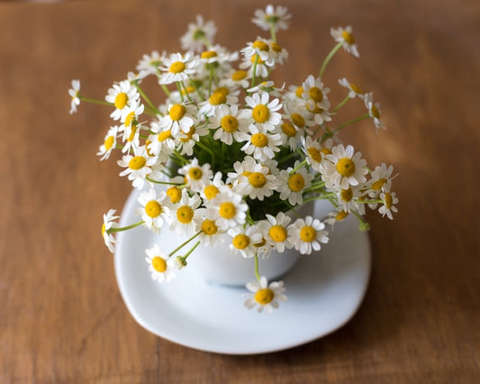 Growing Chamomile Indoors: The Soothing Herb We Need All Winter