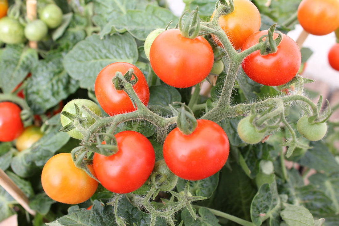 Determinate vs. Indeterminate Tomatoes: What Is the Difference and Why Does It Matter?