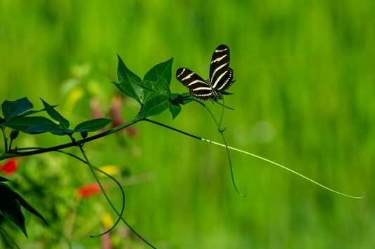 Cultivating a Vibrant Pollinator Paradise: Step-by-Step