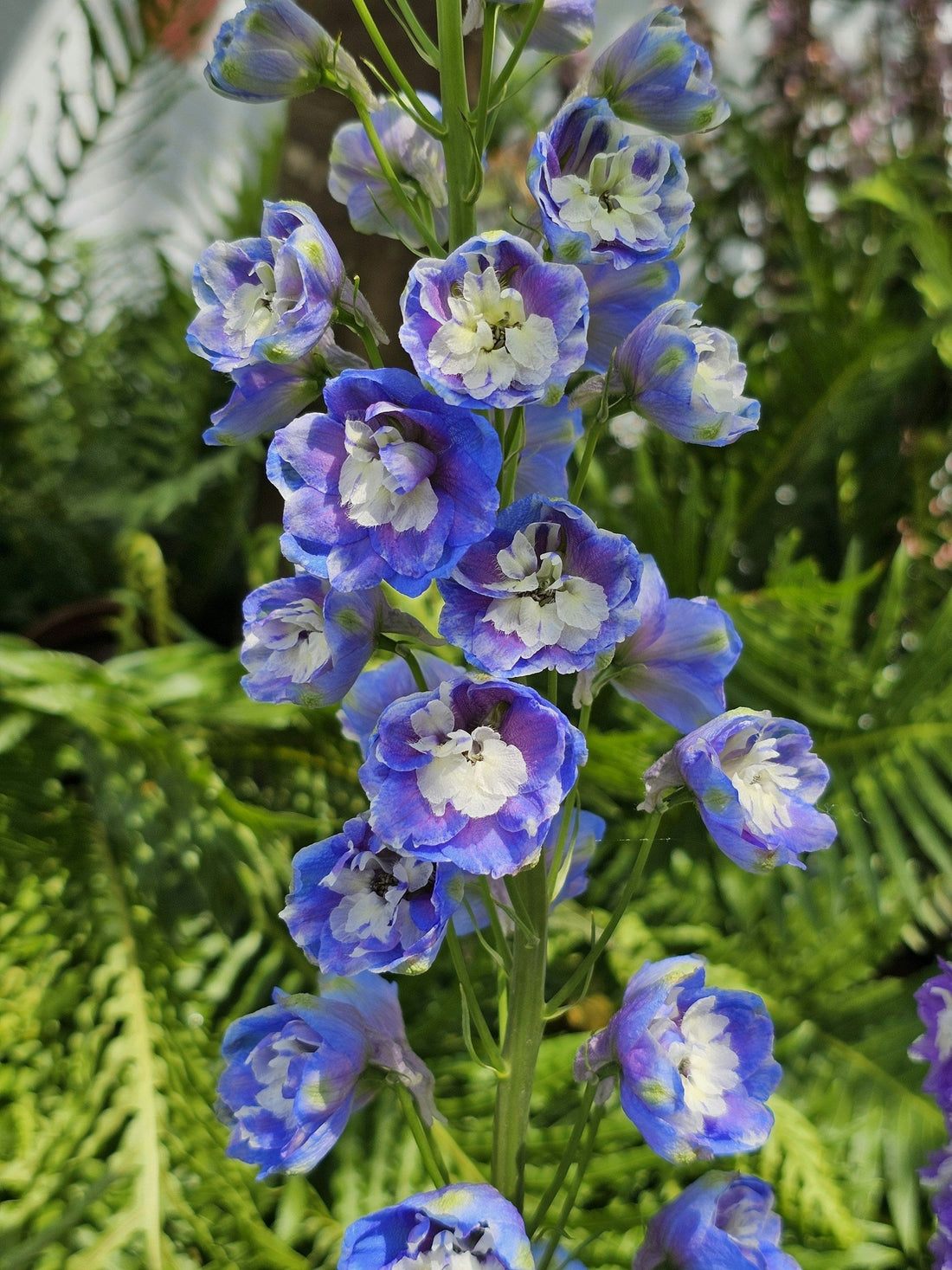 Making The Garden Majestic With Larkspur