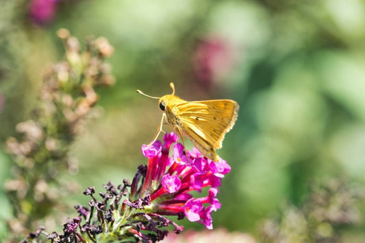 Why Your Garden Needs More Than Just Bees: A Guide to Vital Pollinators