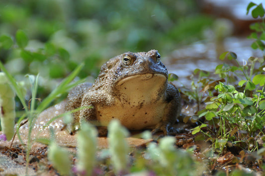 Why Garden Toads are Essential Backyard Companions