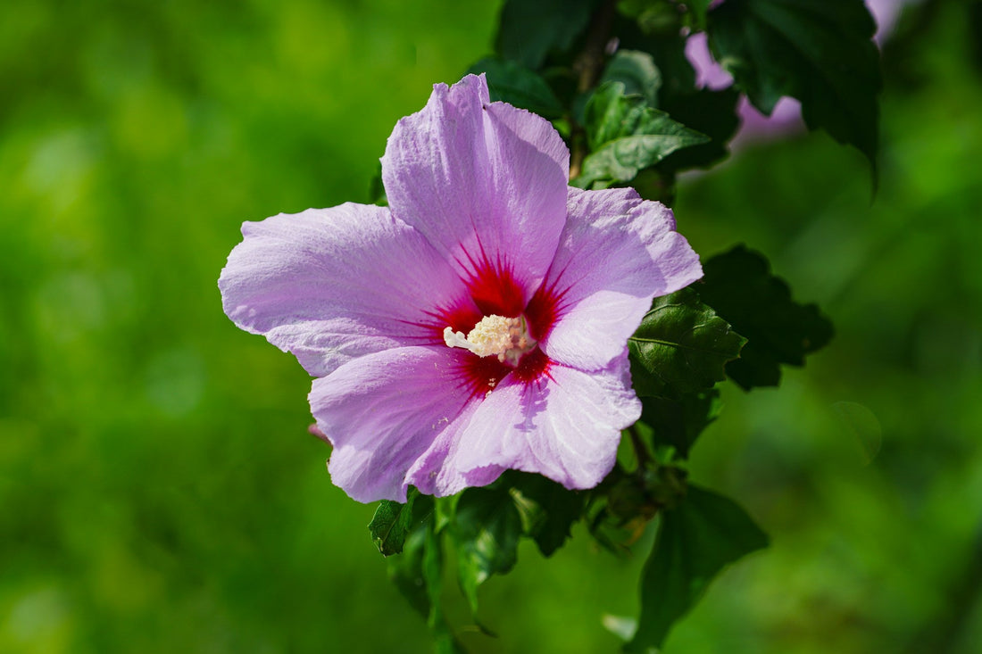 Guide To The Beautiful and Beneficial Rose Mallow Hibiscus Flowers