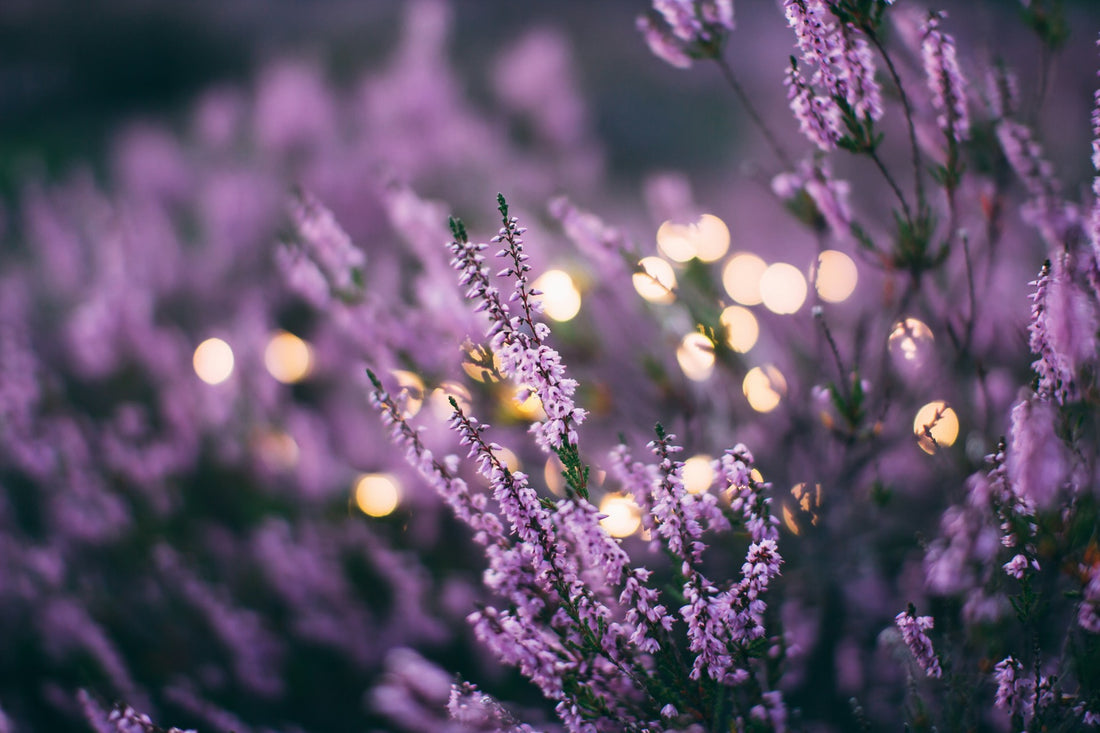 The Magic of Nighttime Gardening