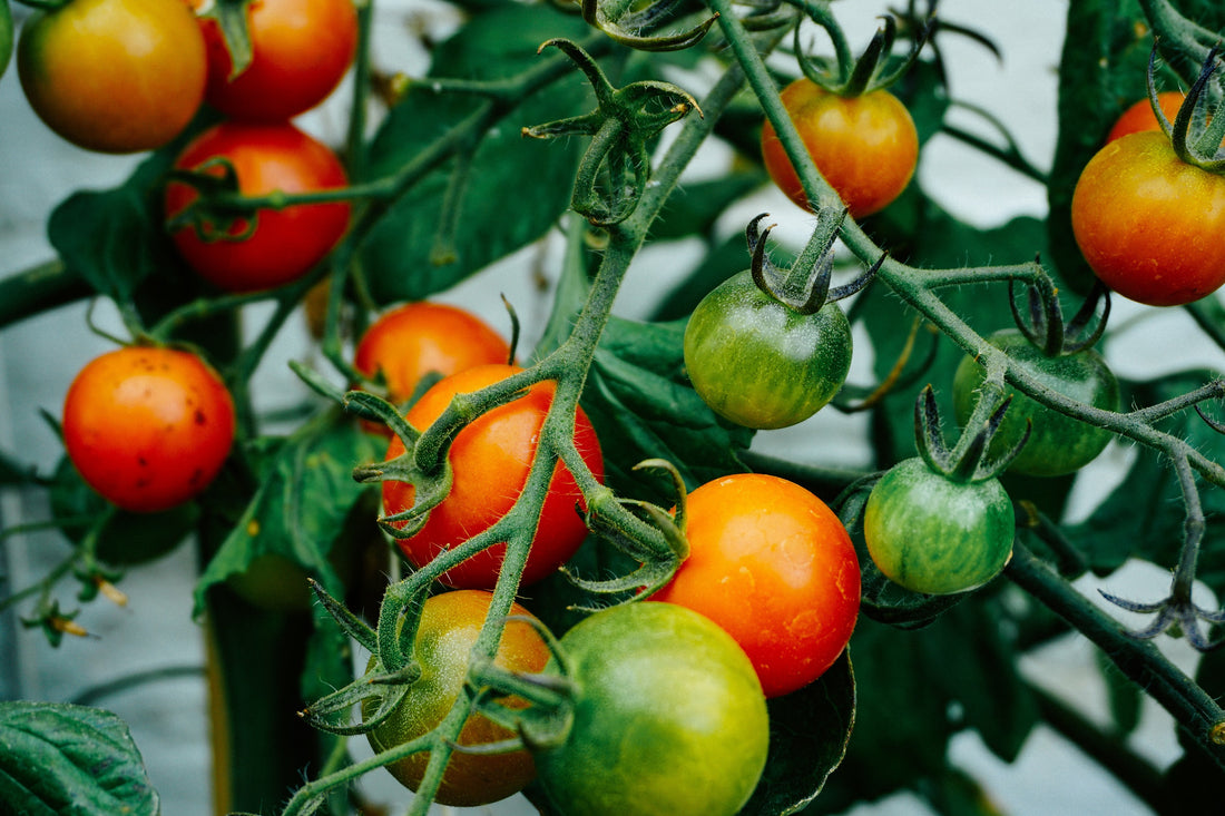 The 5 Easiest Vegetables To Grow