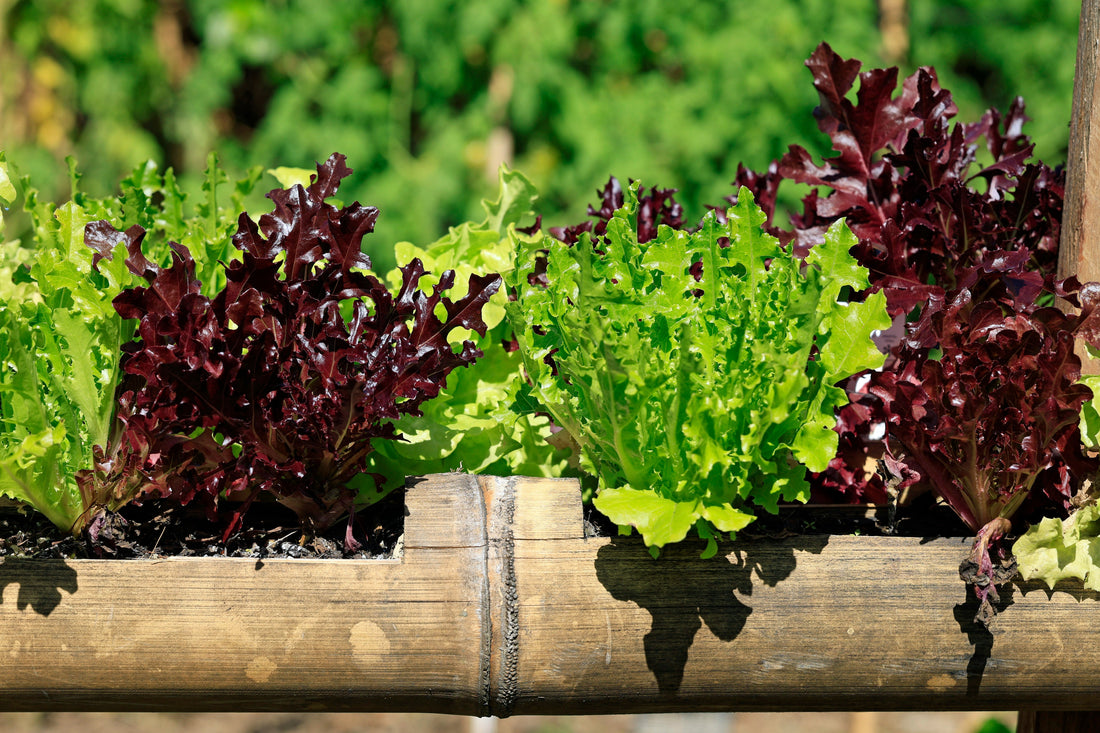 How To Grow A Salad Garden: Fresh Greens From Spring Through Fall