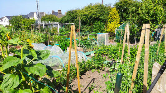 The Sophomore Slump: Why Your Second Year Garden Is Struggling