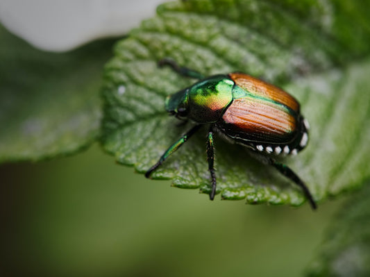 5 Secrets For A Pest-Free Garden