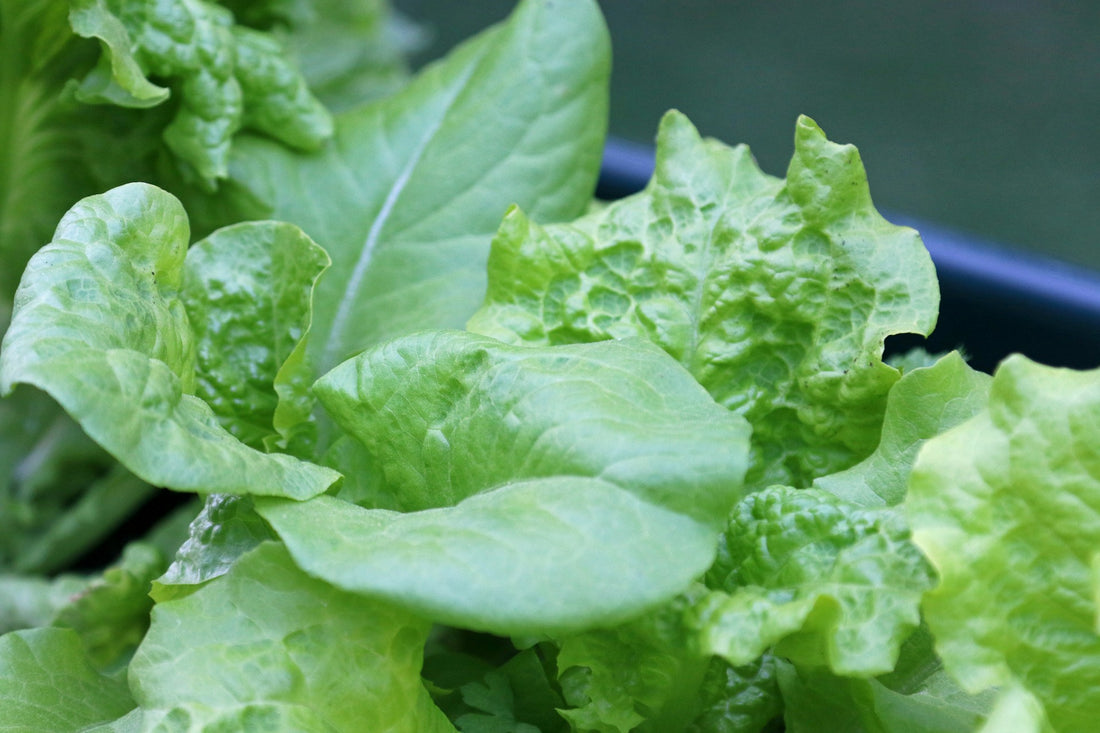 How To Grow Salad Greens Indoors