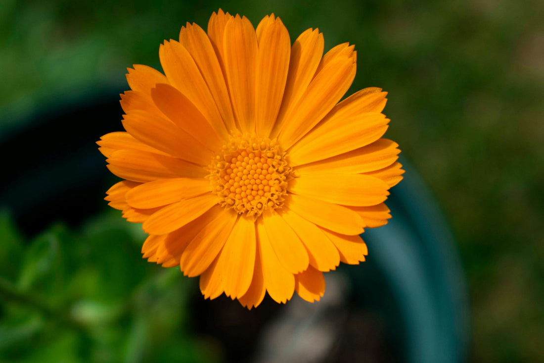The Many Benefits of Growing Calendula