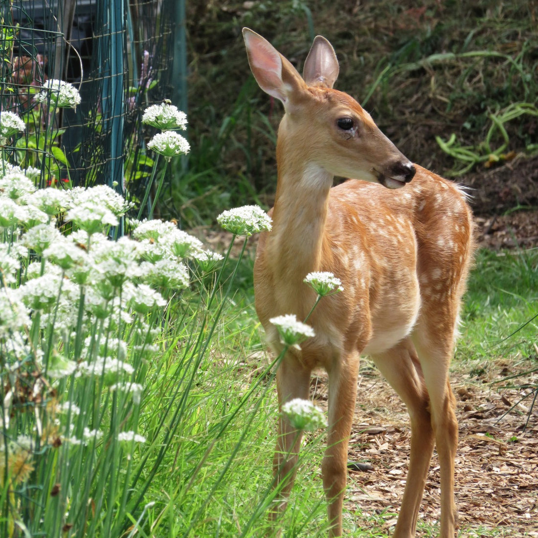 Deer-Proofing Your Garden: Proven Strategies