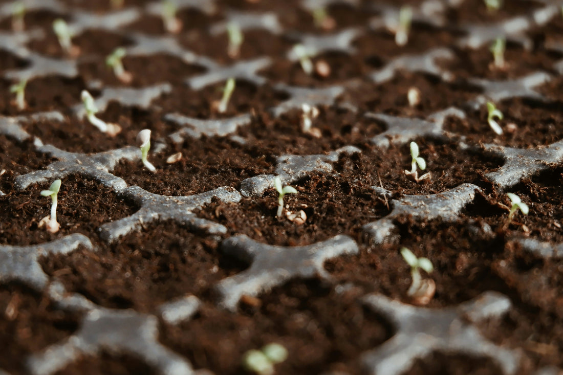 Seed Starting 101