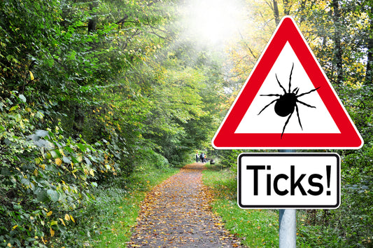 Ticks And Gardening: How To Stay Safe And Keep The Ticks Away