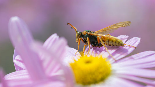Wasps in the Garden: Allies for a Healthy Garden Ecosystem