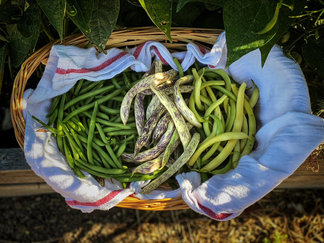Basic of Growing Pole and Bush Beans Outdoors
