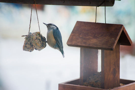 3 Ways To Build a Simple DIY Bird Feeder