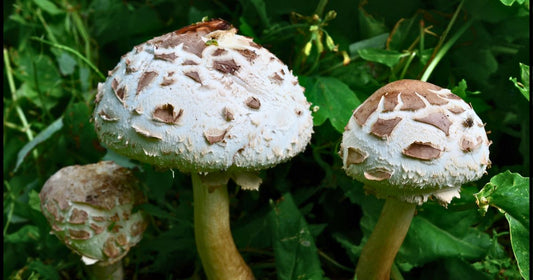 Mushrooms Growing in Your Garden? Are They Dangerous?