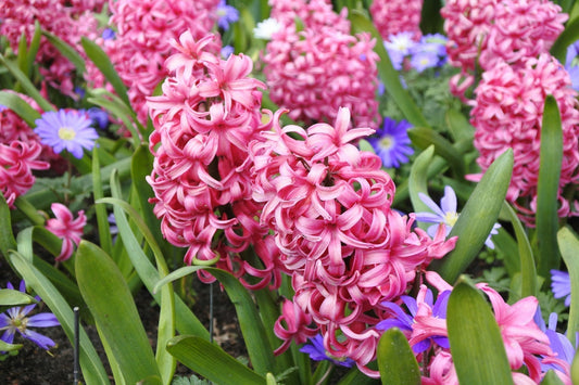 Perfect Perennials to Plant in Fall