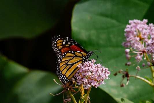 How To Bring Butterflies to Your Garden