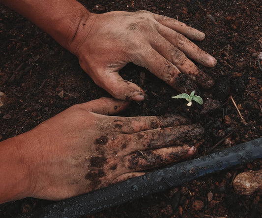 Sustainable Gardening Practices: Why It's Important For the Home Gardener