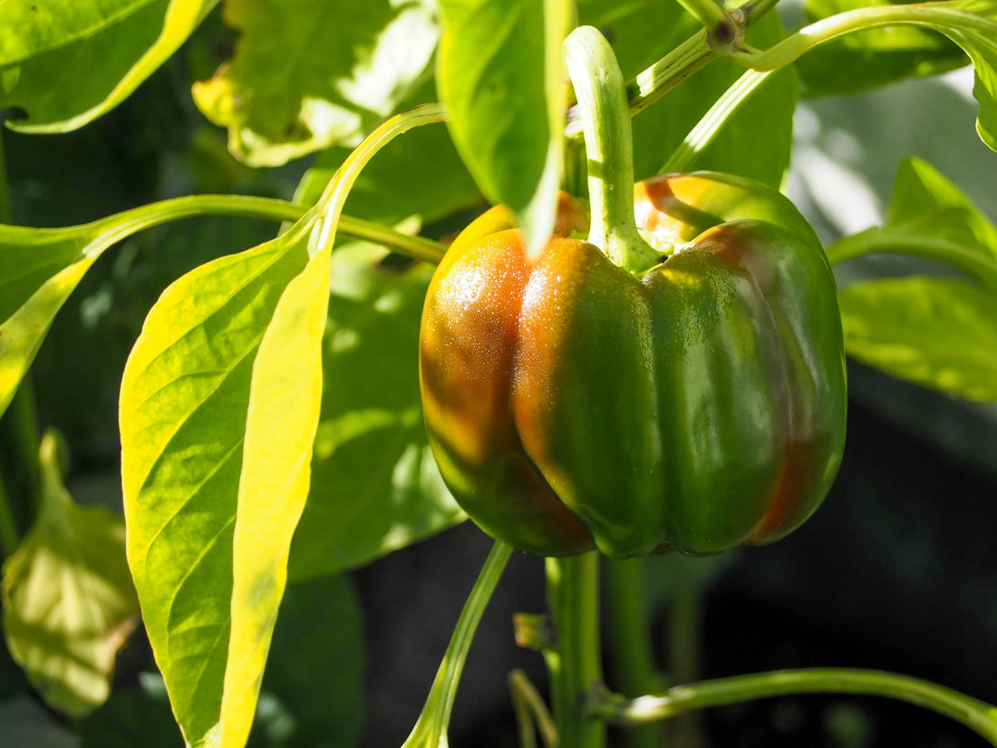 How To Successfully Grow Peppers