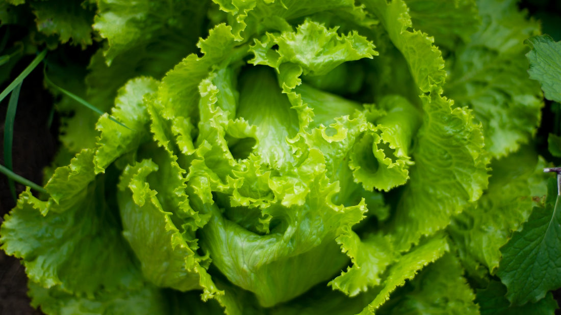 Basics of Growing Lettuce Outdoors