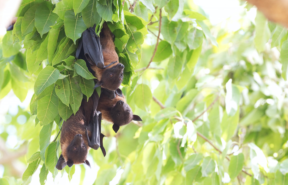 3 Reasons You Need Bats in Your Garden