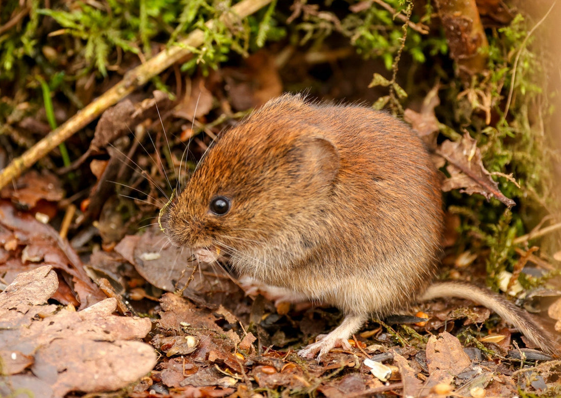 Garden Under Attack? The Complete Guide to Dealing with Moles and Voles