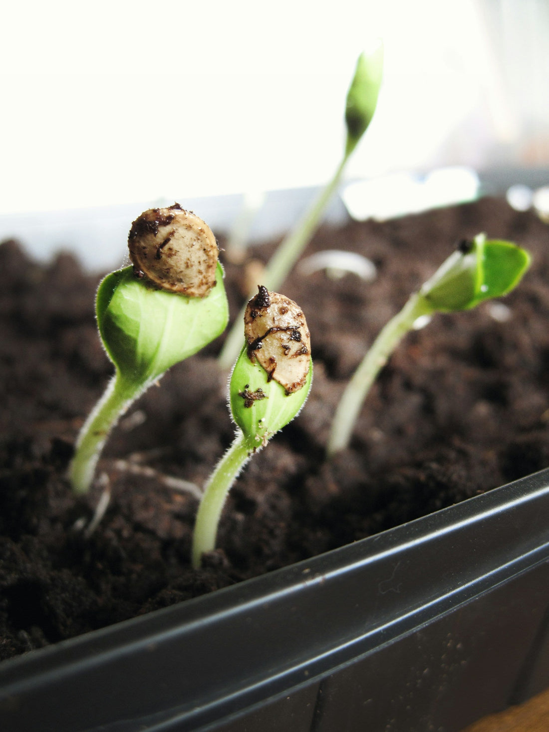 Heirloom vs. Hybrid Seeds: What Actually Matters When You're Buying