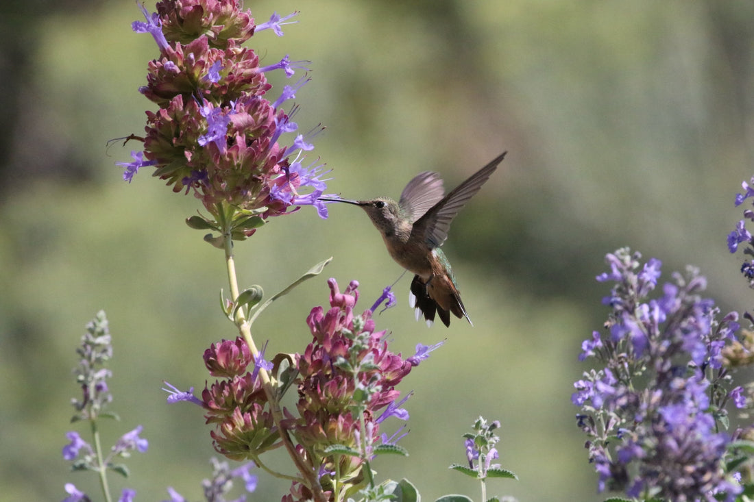 Tips for Attracting Hummingbirds in Your Garden And Keep Them Returning