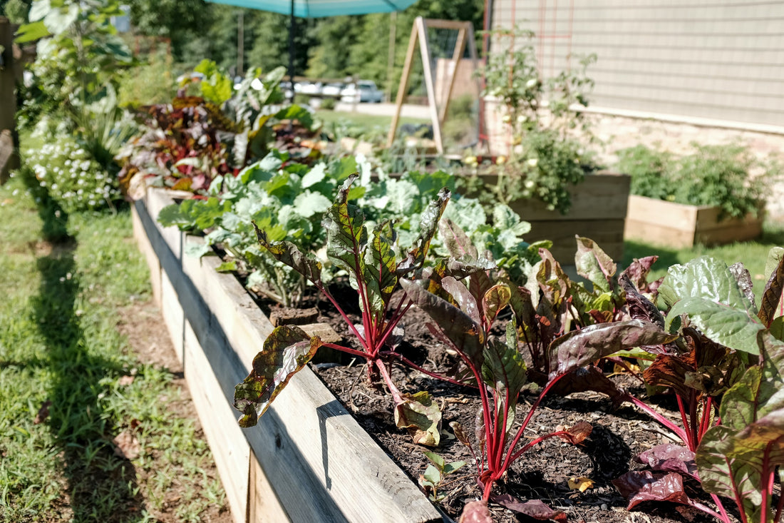 Top 5 Tips For A Successful Vegetable Garden