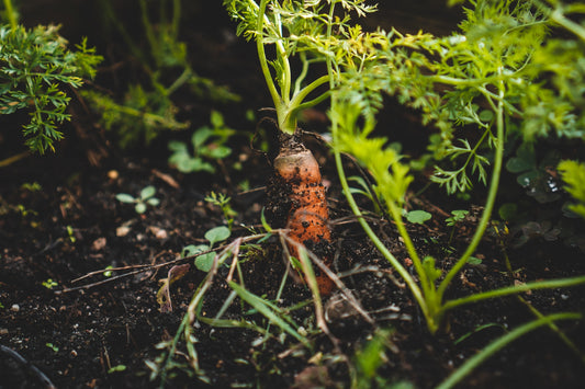 Planting a Shade Garden