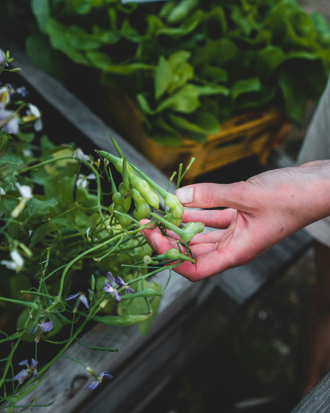 Learning When To Do Nothing: Gardening Knowledge 101