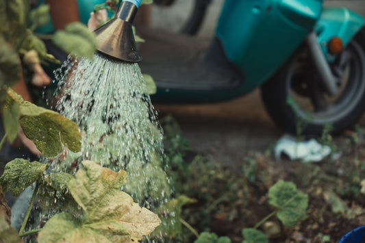 Water-Saving Tips For The Garden