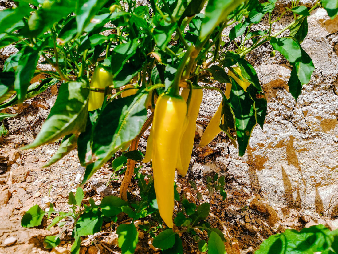 The Key To Better Pepper Harvests