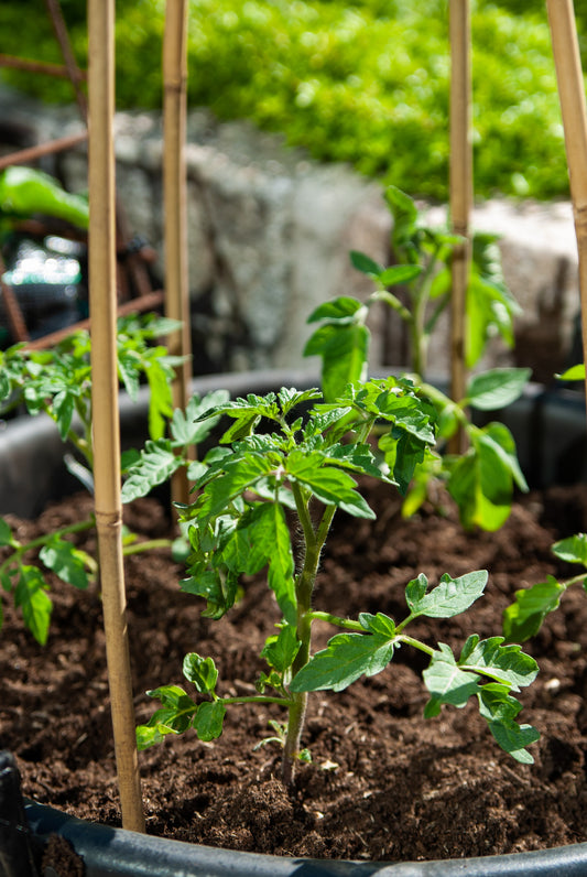 Tomato Blossom End Rot: Effective Prevention and Treatment Strategies