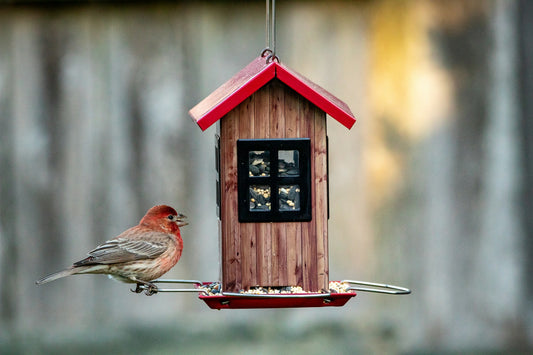 How to Attract Birds to Your Garden Naturally