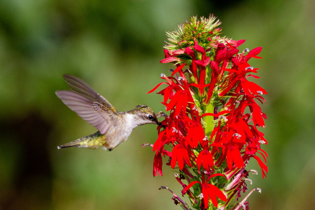 The Best Plants for Damp and Soggy Landscapes