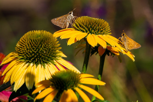 The Power of Native Plants in Your Garden