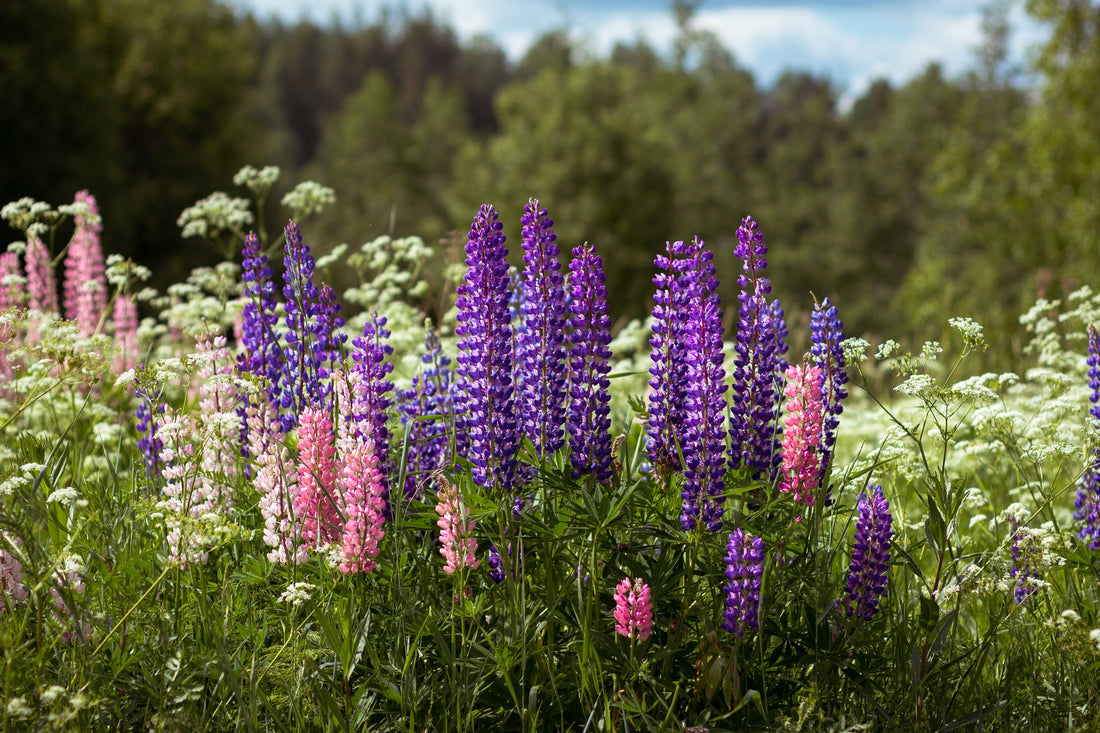 How To Grow Lupines From Seed