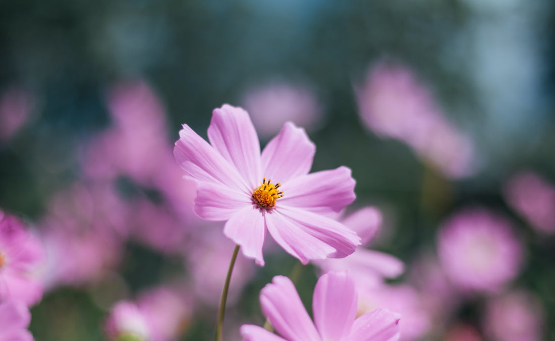 How To Grow Cosmos From Seed