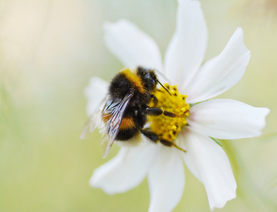 The Importance of Native Bees and How to Attract Them