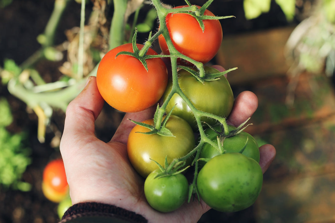 Introduction To Growing Tomatoes: Part Two