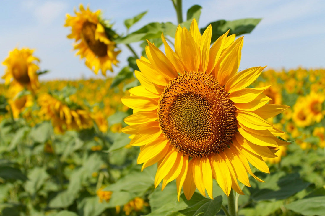 The Many Benefits Of Growing Sunflowers