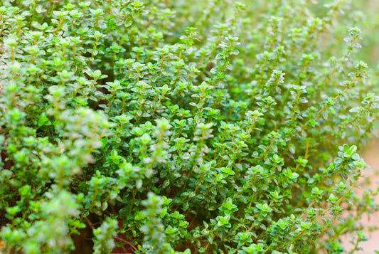 How To Create An Herb Garden That Makes Sense