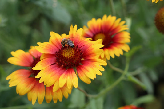 Why Blanket Flower is the Secret Star of Summer Gardens