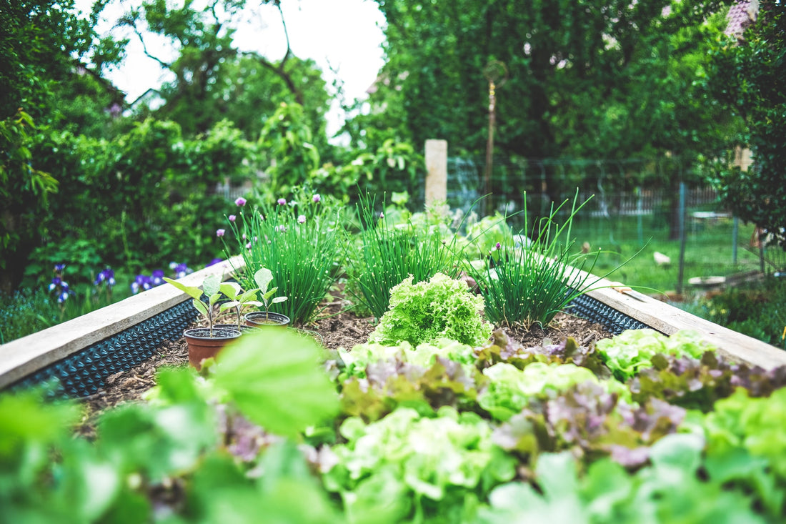 Growing Vegetables in the Right Season